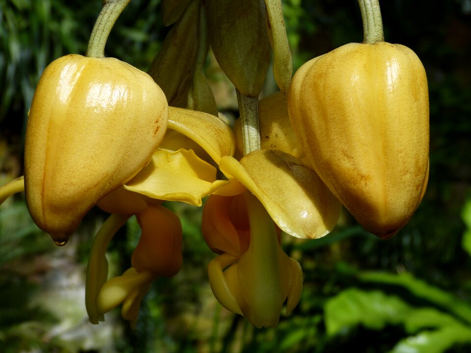 Bloom plant tropical