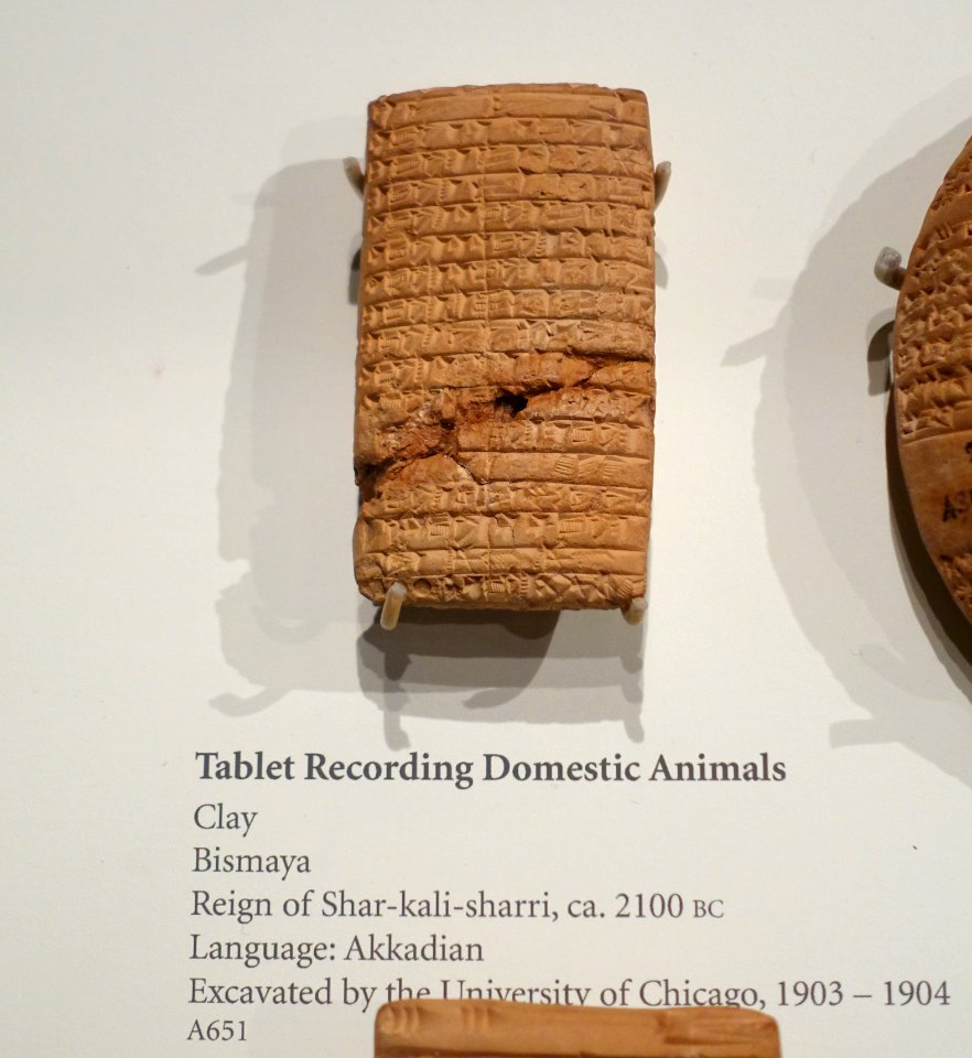 Tablet in Akkadian language recording domestic animals, Bismaya, reign of Shar-kali-sharri, c. 2100 BC, clay - Oriental Institute Museum, University of Chicago - DSC07076