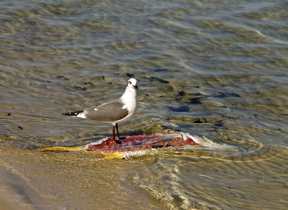 Ocean marine nature