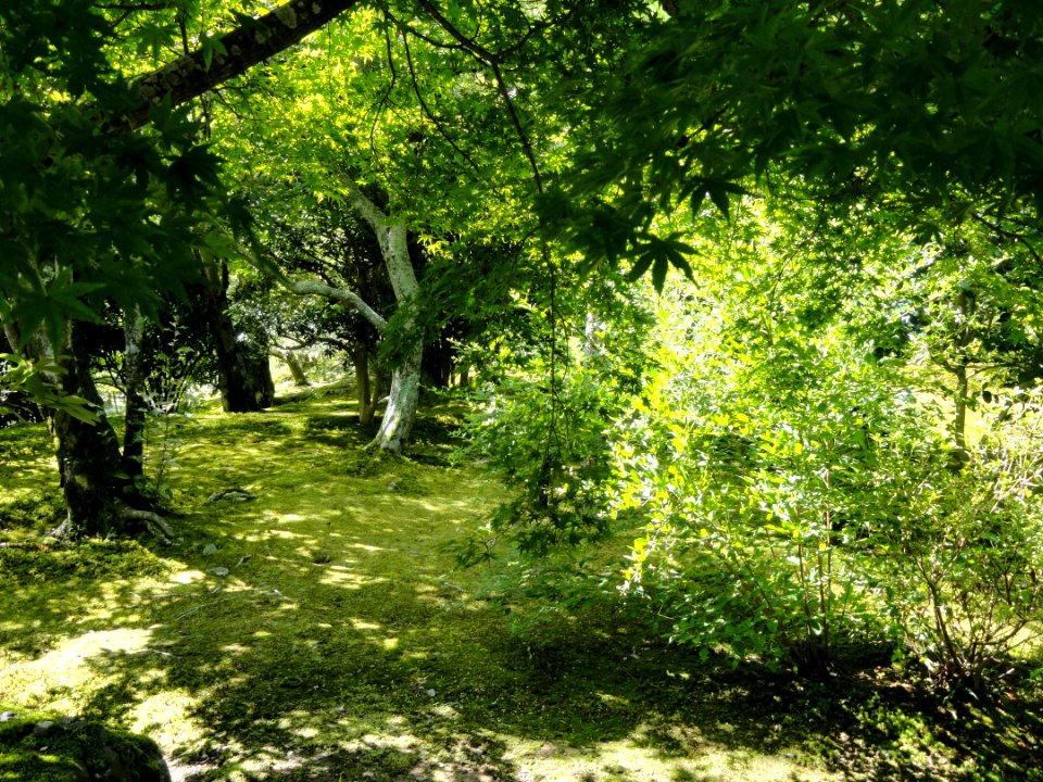 Tenryuji Garden- DSC05977