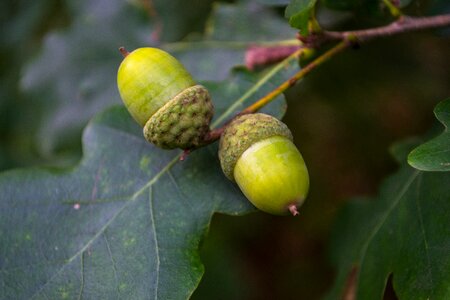 German oak acorns leaf