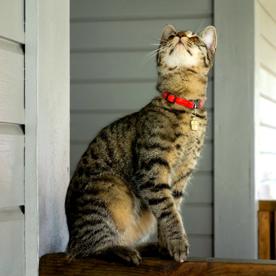 Tabby kitten in Brastad looking at bug