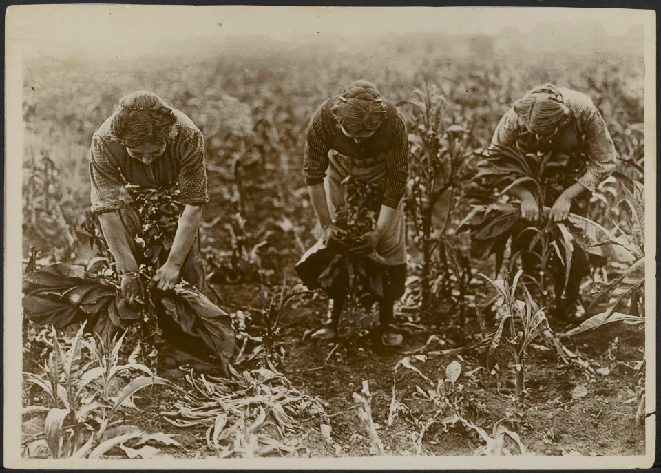 Tabaksteelt in de omstreken van Cloten Amerongen 1917. Het plukken van tabak., Bestanddeelnr 158-2152