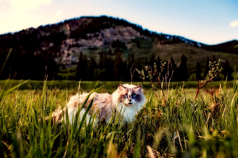Cute mountains landscape
