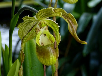 Bloom plant tropical
