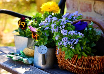 Gardening spring forget me not photo