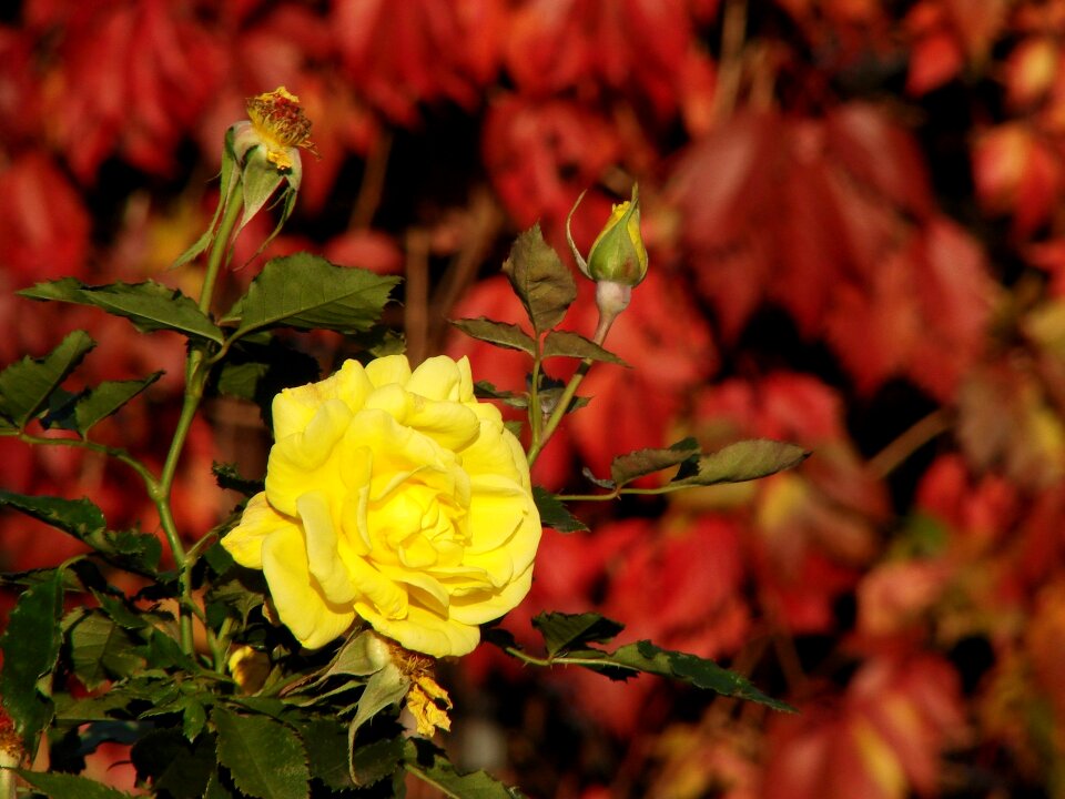 Flower green leaves leaves