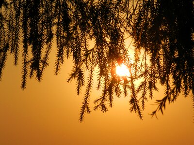 Sunset sky leaf photo