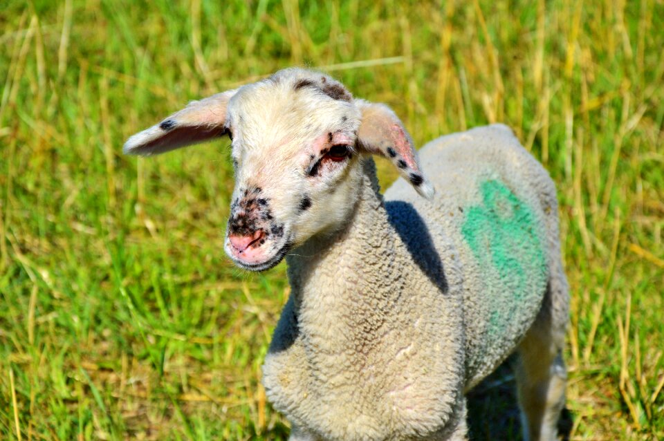 Flock of sheep wool pasture