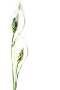Botany design elegance