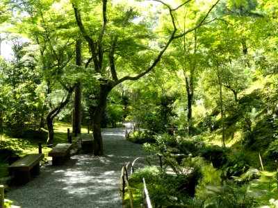Tenryuji Garden- DSC05992 photo