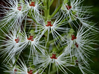 Bloom plant tropical