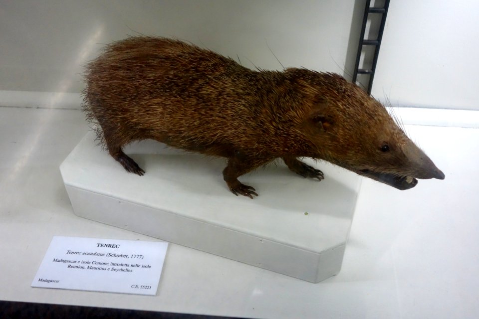 Tenrec ecaudatus - Museo Civico di Storia Naturale Giacomo Doria - Genoa, Italy - DSC02760