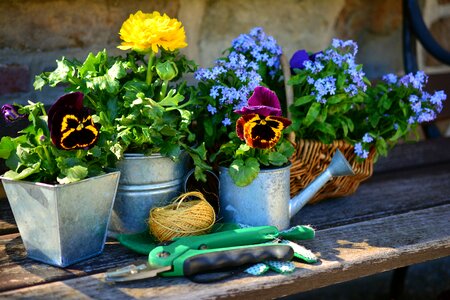 Gardening spring forget me not photo