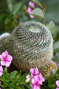 Botanical garden succulents thorn