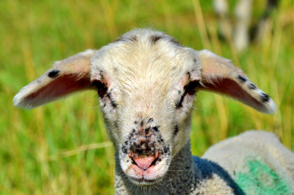 Flock of sheep wool pasture