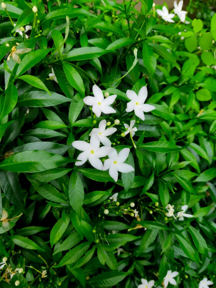 Tabernaemontana divaricata - crape jasmine 2