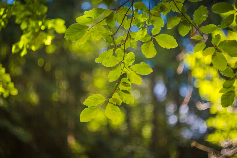 Bokeh focus detail