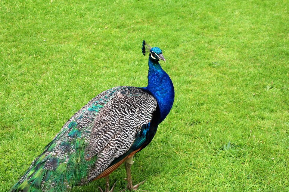 Interesting bird silk