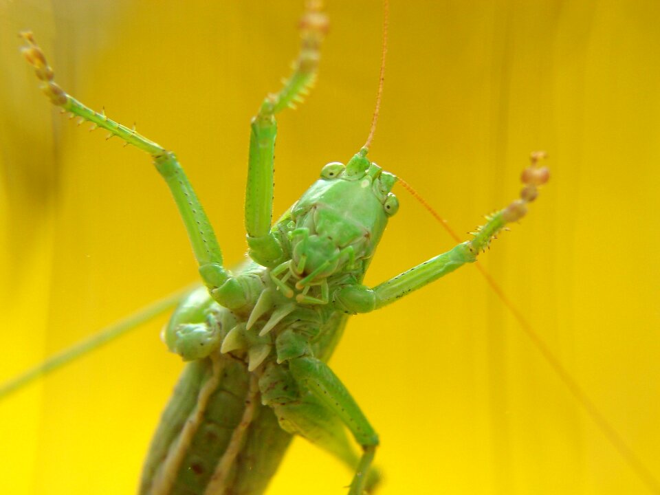 Wildlife close animal