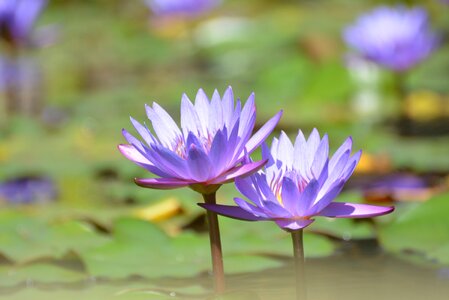 Ninféia aquatic plant water lily pink