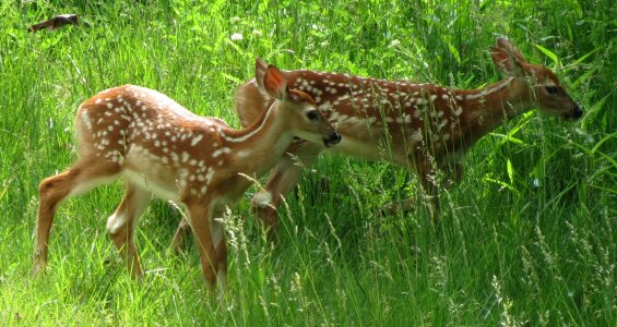 Wildlife nature young photo