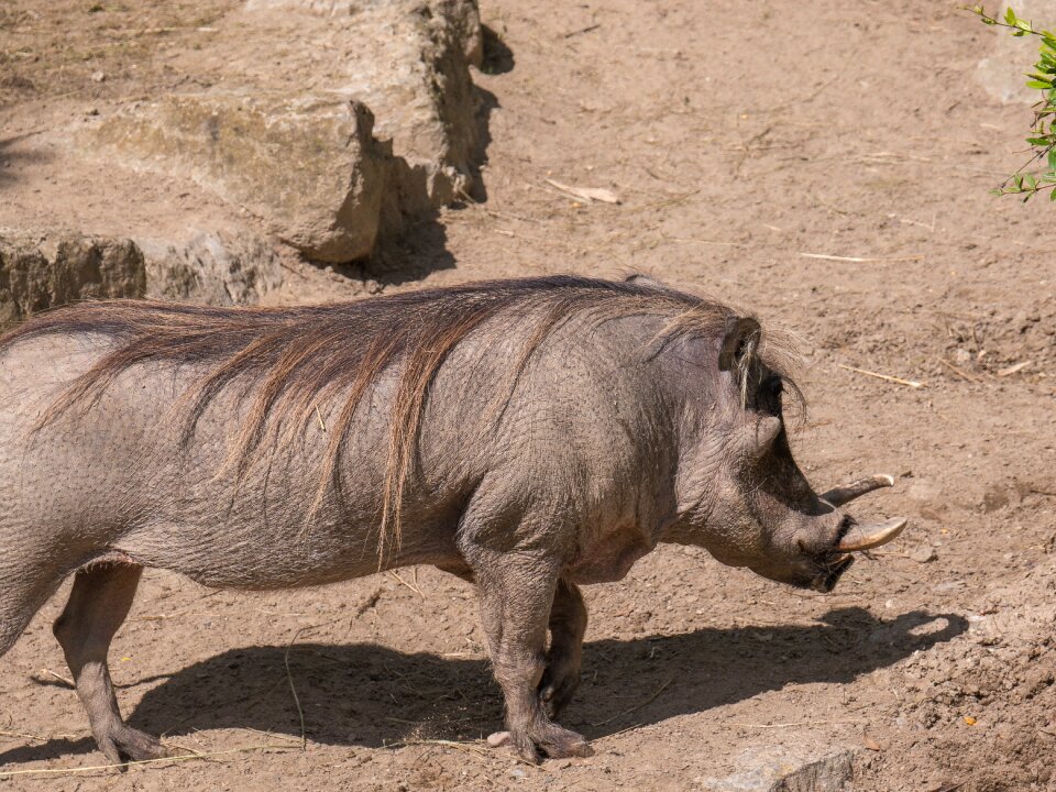 Safari animal world free