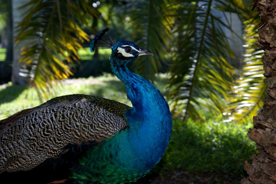 Miami biscayne peacock