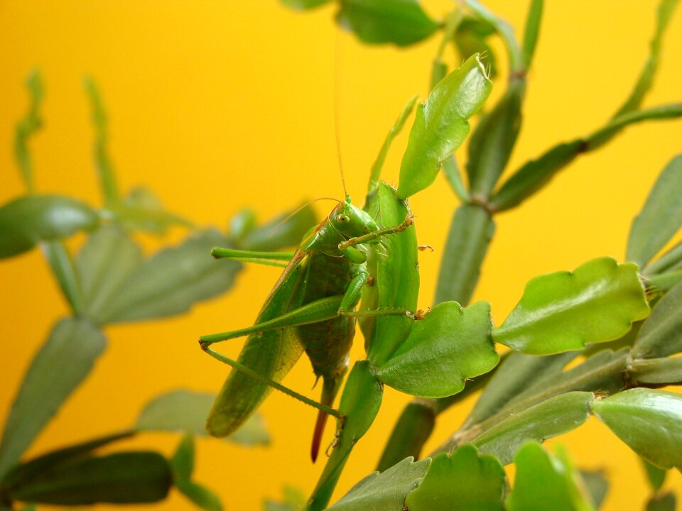 Wildlife close animal