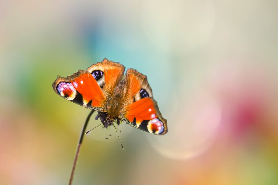 Insect summer flutter man