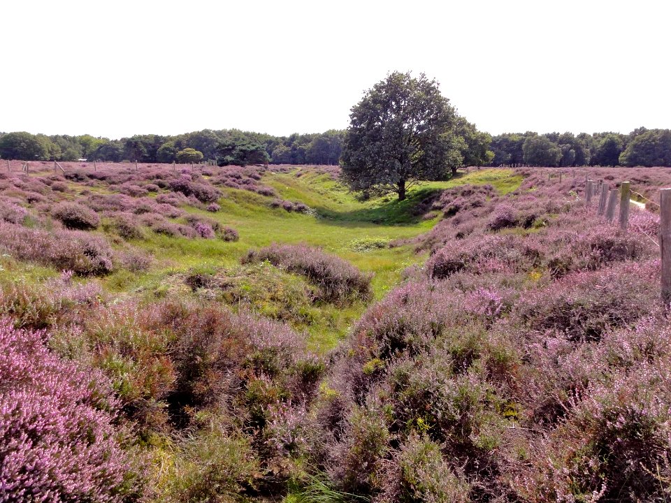 Tafelbergheide leemkuil