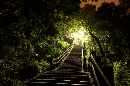 Light ladder grove