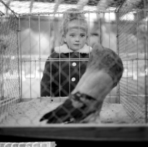 Tentoonstelling Avicultura geopend in Houtrusthallen te Den Haag , burgemeeste, Bestanddeelnr 915-9553