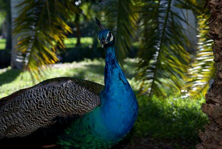 Peacock rainforest nature