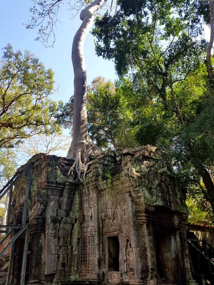 Ta Prohm, 2017-12-31 (024)