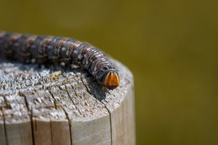 Moth tannenpfeil insect photo