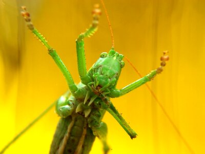 Green insect wildlife photo