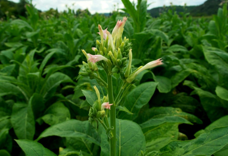Tabac fleurs boutons Dordogne