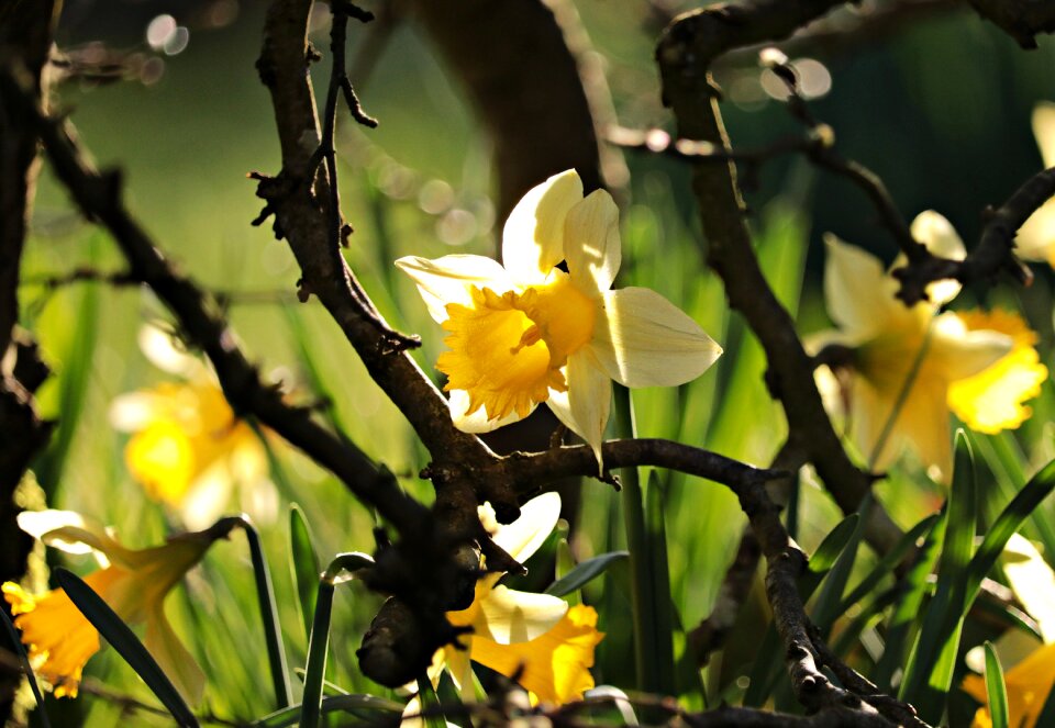 Blossom bloom flower photo