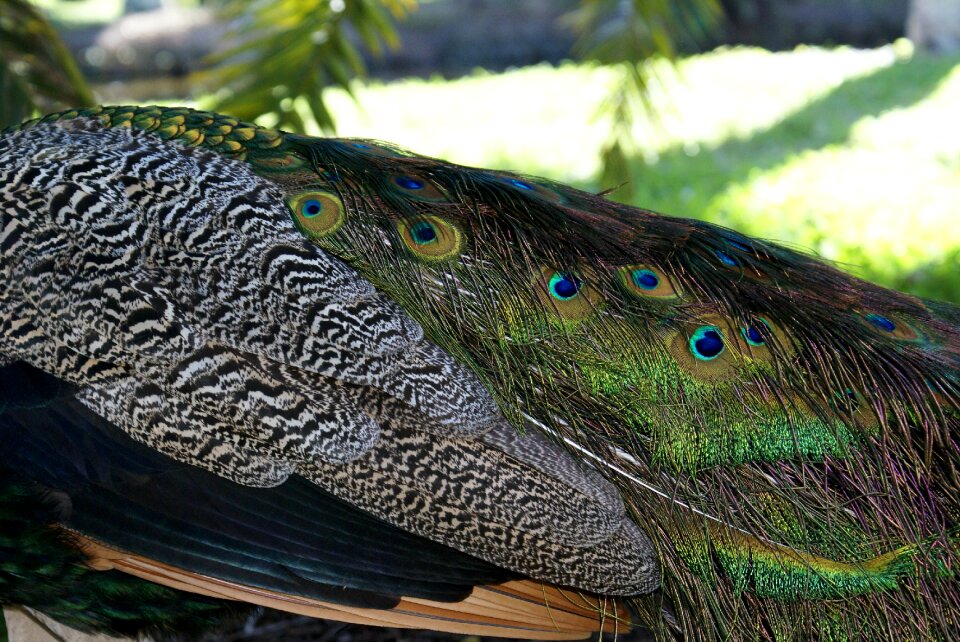 Miami biscayne key biscayne peacocks