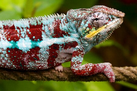 Chameleon hunter color converter