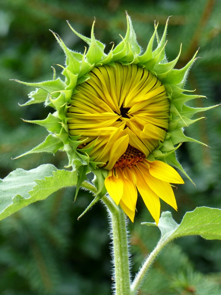 Young yellow close up