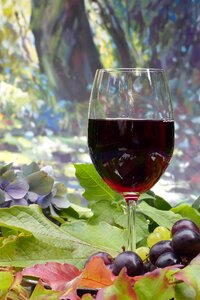 Drink red wine vine leaves photo