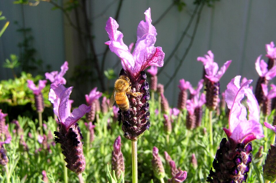 Flowers fragrant garden photo