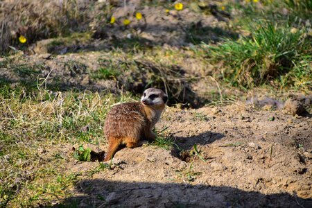 Mongoose zoo desert