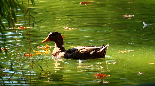 Wildlife environment bird
