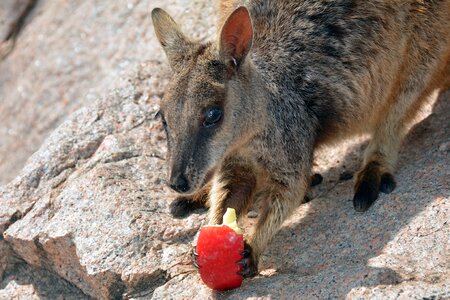 Marsupial australia animal world photo