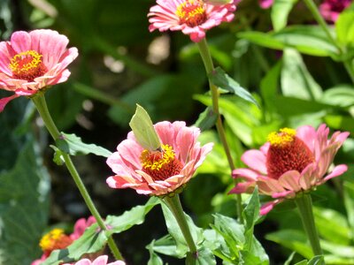 Butterfly libar garden photo