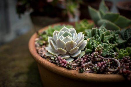 Pot pot plants succulent