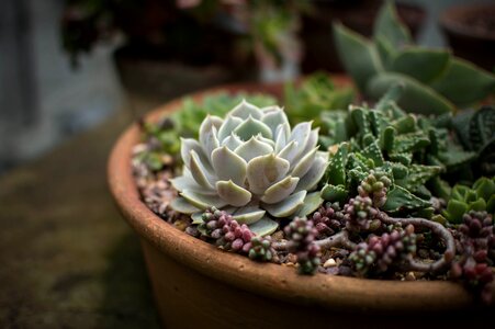 Pot pot plants succulent photo